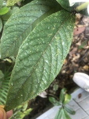 Atractocarpus hirtus