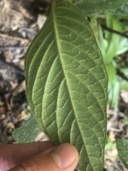 Atractocarpus hirtus