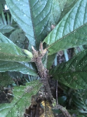 Atractocarpus hirtus