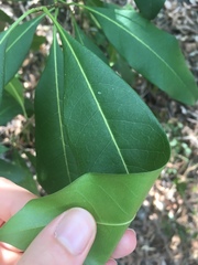 Chionanthus ramiflorus