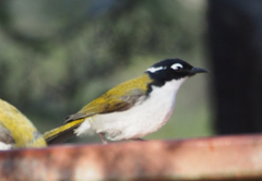 Melithreptus chloropsis