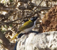 Melithreptus chloropsis