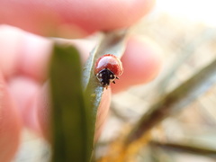 Cycloneda sanguinea