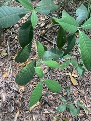 Alstonia muelleriana