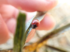 Cycloneda sanguinea