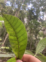 Alstonia muelleriana