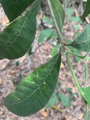 Alstonia muelleriana