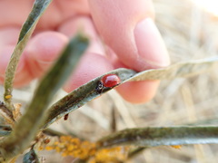 Cycloneda sanguinea