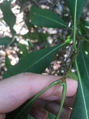 Chionanthus ramiflorus