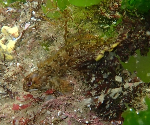 Lipophrys pholis