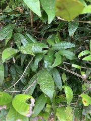 Syzygium wilsonii cryptophlebium