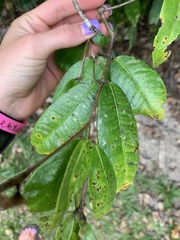 Syzygium wilsonii cryptophlebium