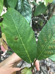 Ficus congesta