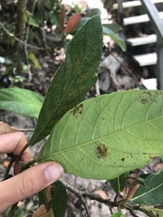 Ficus congesta