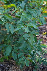 Pleiogynium timoriense