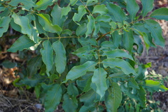 Pleiogynium timoriense