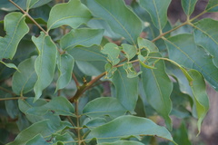 Pleiogynium timoriense