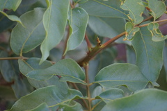 Pleiogynium timoriense