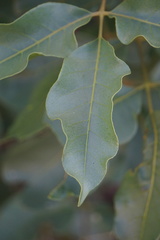 Pleiogynium timoriense