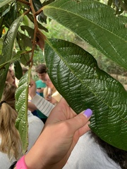 Cryptocarya mackinnoniana