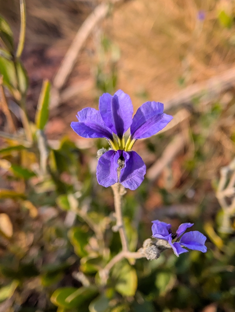 Dampiera metallorum