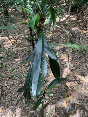 Placospermum coriaceum