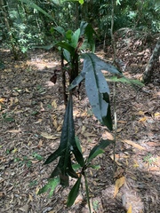 Placospermum coriaceum