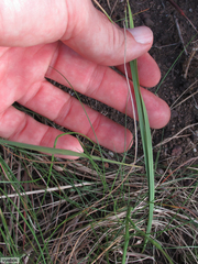 Tritonia disticha
