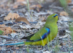 Neophema elegans