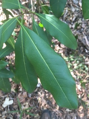 Chionanthus ramiflorus