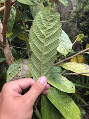 Cryptocarya mackinnoniana