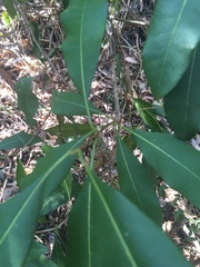 Chionanthus ramiflorus