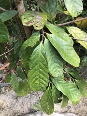 Cryptocarya mackinnoniana