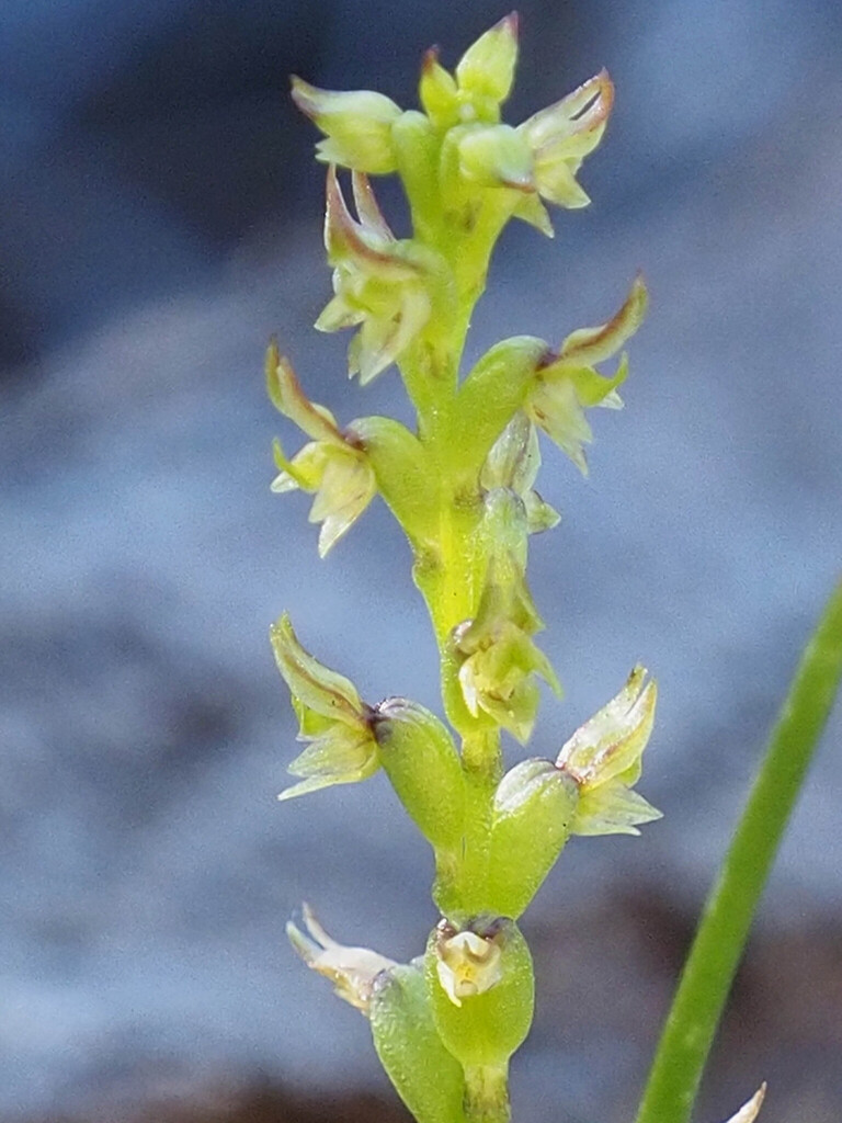 Prasophyllum calcicola