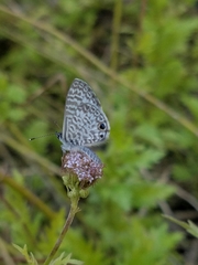 Leptotes