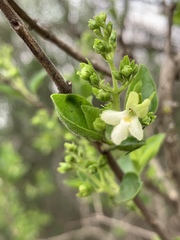 Premna mooiensis