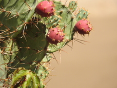 Opuntia elatior