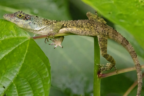 Star anoles, Anolis nemonteae