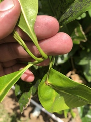 Chionanthus ramiflorus