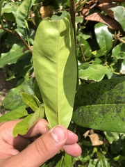 Chionanthus ramiflorus