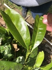 Chionanthus ramiflorus