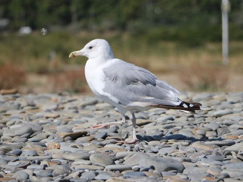 Gaviota del Caspio (Larus cachinnans)