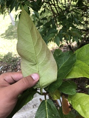 Ficus congesta