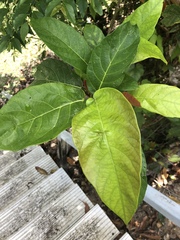 Ficus congesta