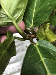 Ficus congesta