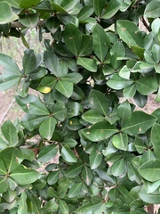 Hyperacanthus amoenus