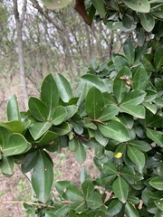 Hyperacanthus amoenus