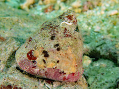 Trochus maculatus