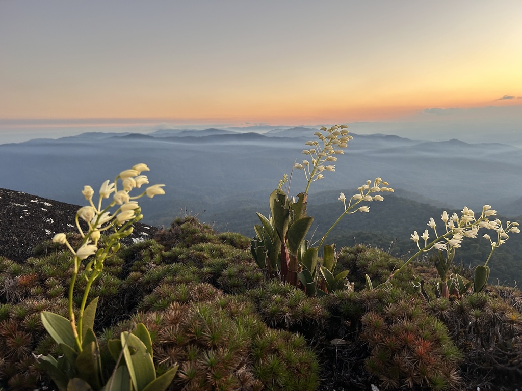 Dendrobium speciosum Sm. 2