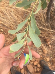 Acacia hemignosta